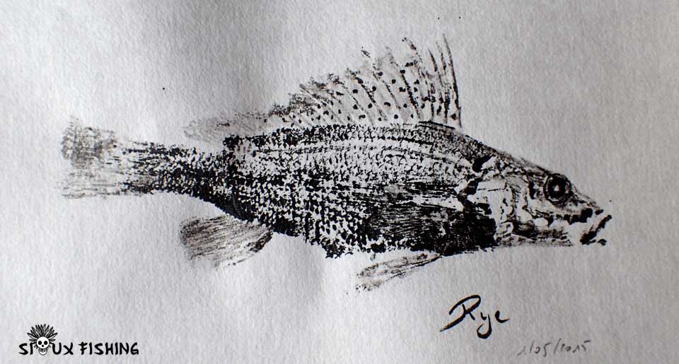 Gyotaku de grémille