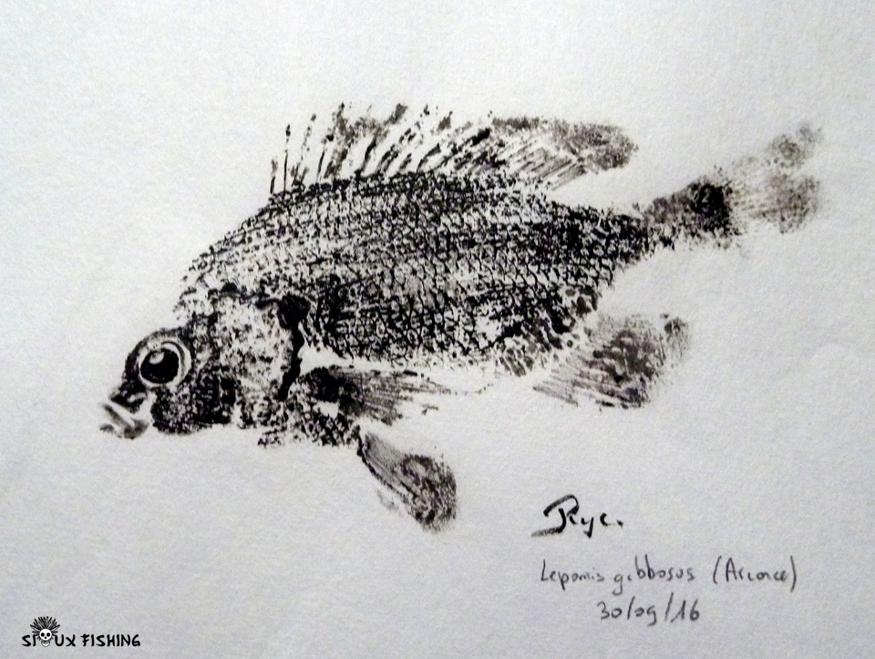 Gyotaku de perche soleil