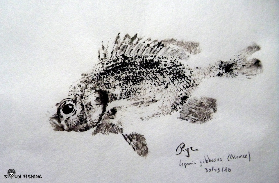 Gyotaku de perche soleil