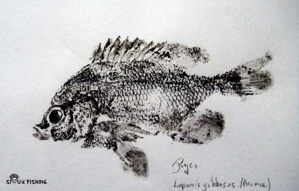 Gyotaku de perche soleil