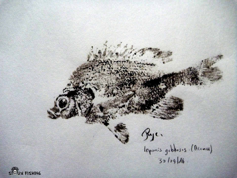 Gyotaku de perche soleil