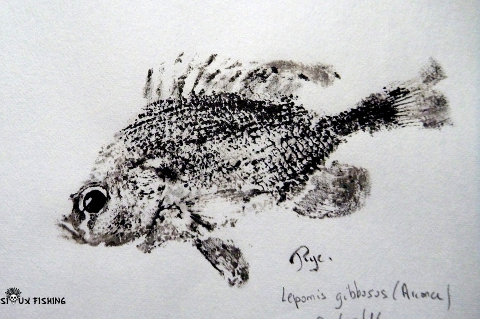 Gyotaku de perche soleil