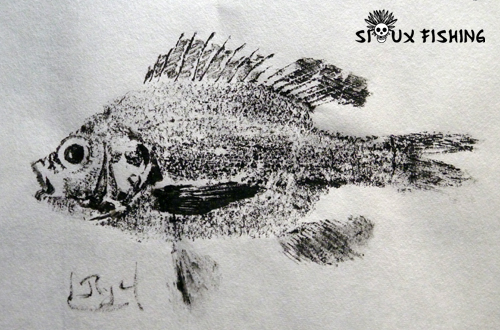 Gyotaku - Perche soleil