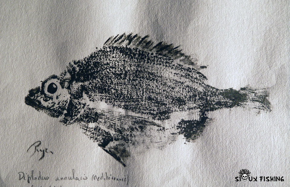 Gyotaku sparaillon