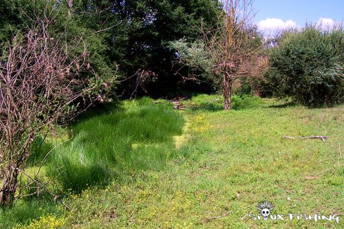 Bras mort de Loire en période estivale