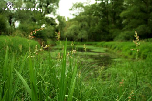 zone propice à la reproduction du brochet