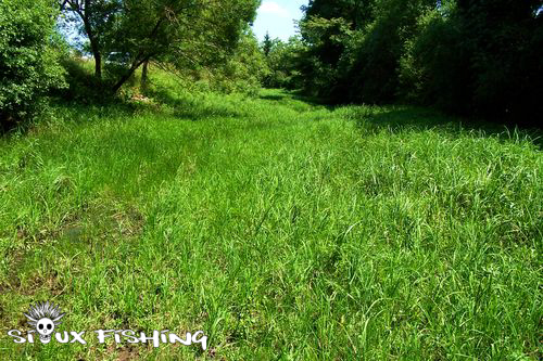zone propice à la reproduction du brochet asseché en été