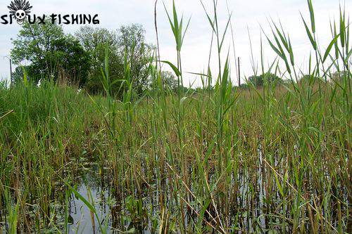 zone propice à la reproduction du brochet