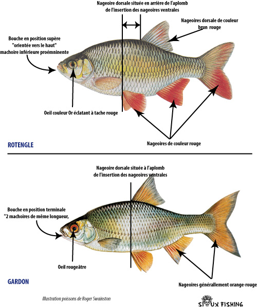 Distinction Rotengle et Gardon