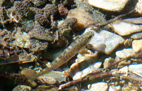 Petite truite du Gardon de Sainte Croix Vallée Française