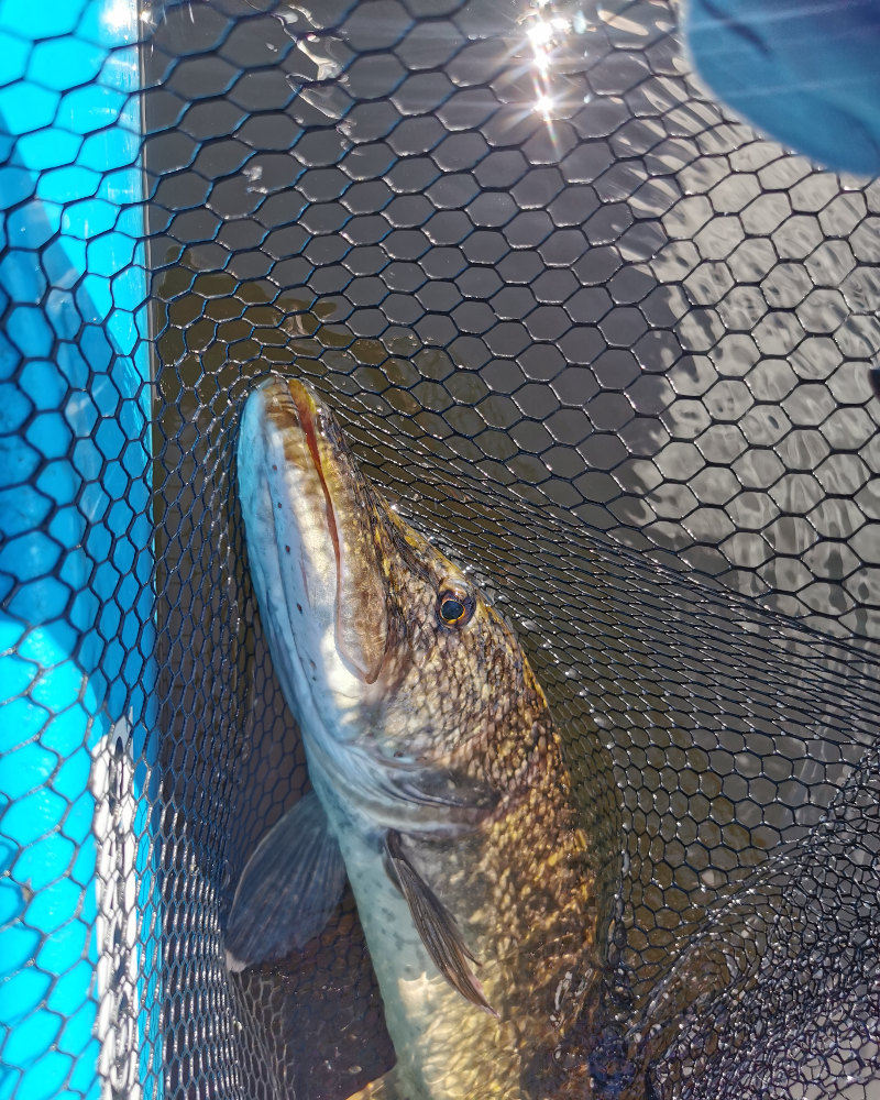 Brochet de l'Ascension