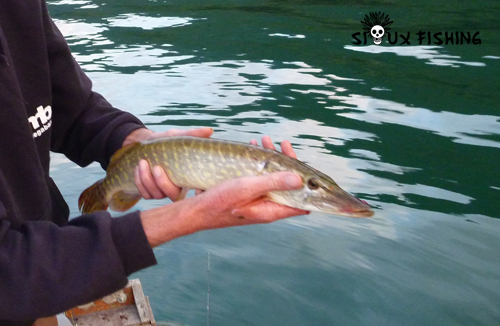 Brochet du Lac du Bourget