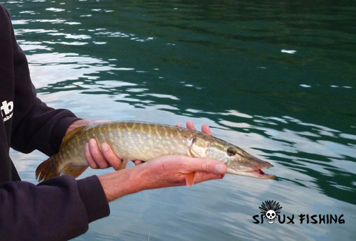 Brochet du Lac du Bourget