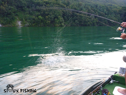 Brochet du Lac du Bourget