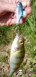 Petite perche de La Grosne (dept 71)