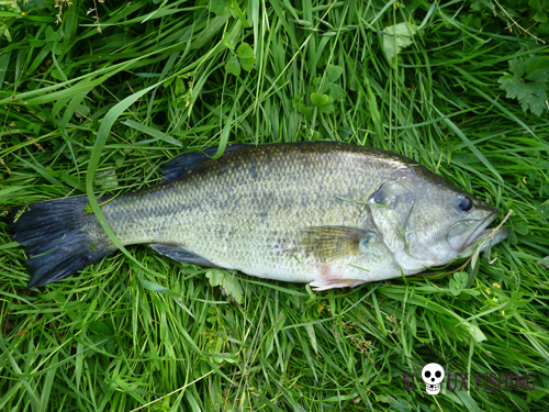 Black bass de La Grosne (dept 71)
