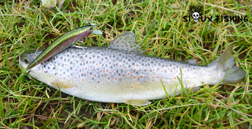 Truite avec un leurre Duo Tide Minnow Elena