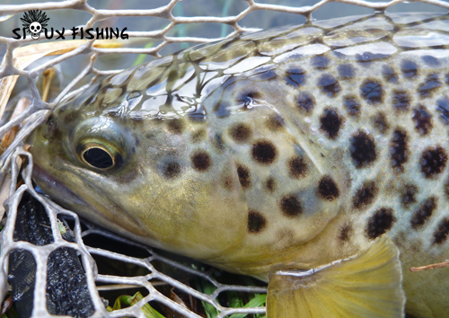 Truite du lac de Tignes