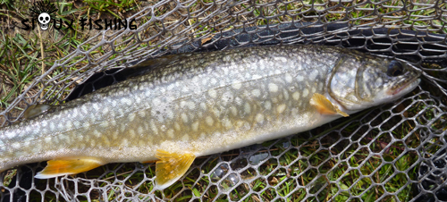 Cristivomer du lac de Tignes
