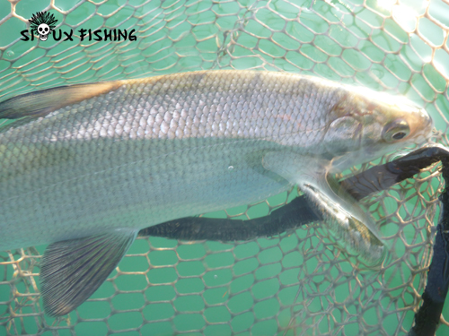 Corégone du lac Chalain