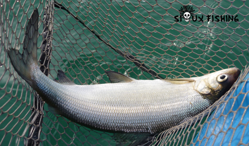 Corégone du lac Chalain