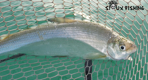 Corégone du lac Chalain