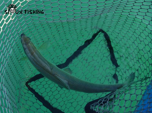 Corégone du lac Chalain