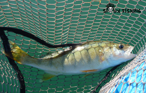 Perche du lac Chalain