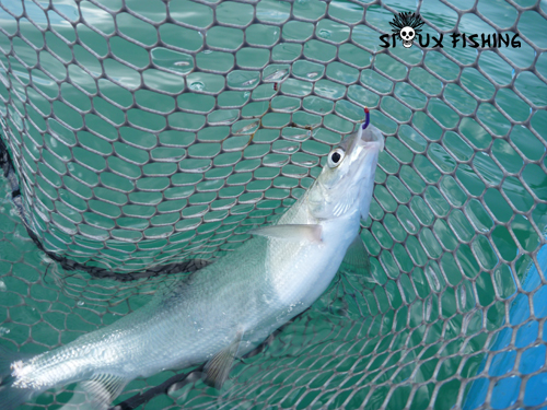 Corégone du lac Chalain