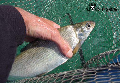 Corégone du lac Chalain