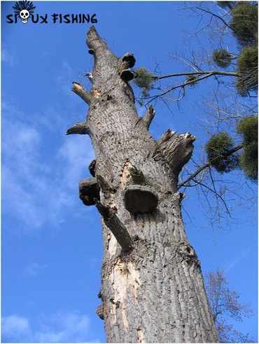 Arbres morts, ecosystèmes