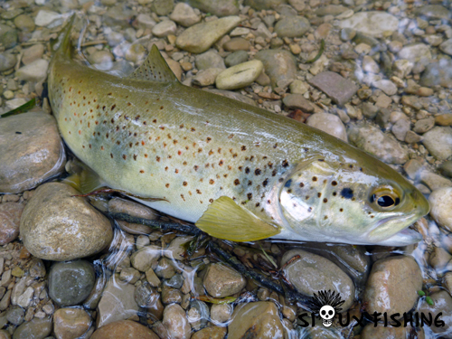 Truite de la Saine (39)
