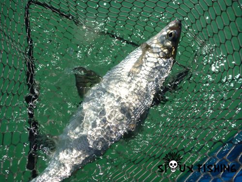 Corégone du lac Chalain