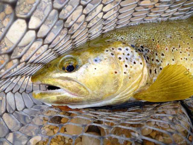 Truite de la Bienne (39)