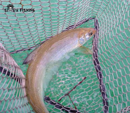 Corégone du Lac Chalain