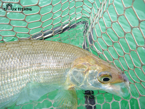 Corégone du Lac Chalain