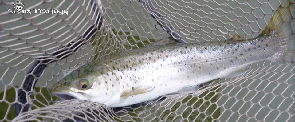 Truite lacustre du Lac de Joux