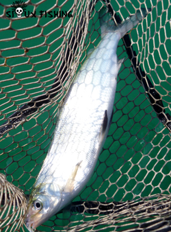 Corégone du Lac Chalain