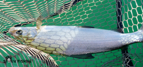 Corégone du Lac Chalain