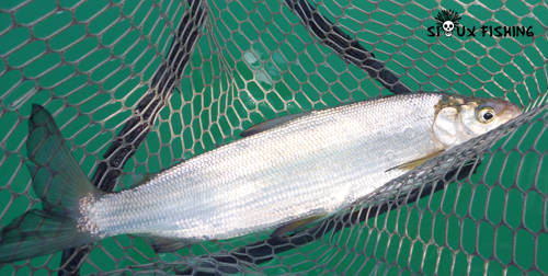 Corégone du Lac Chalain