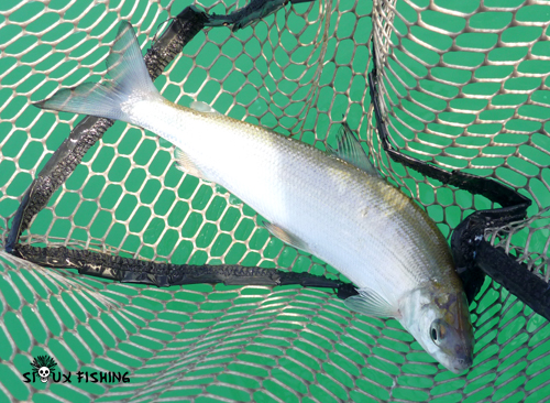 Corégone du Lac Chalain