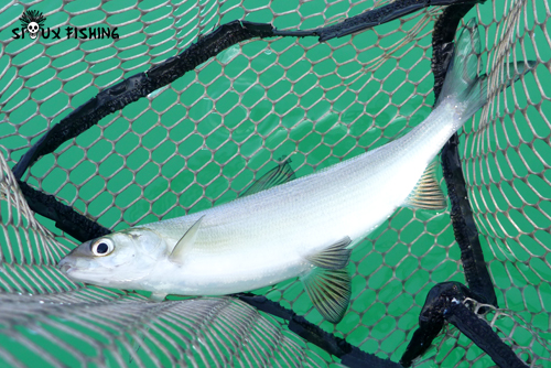 Corégone du Lac Chalain