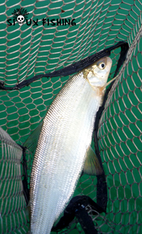 Corégone du Lac Chalain