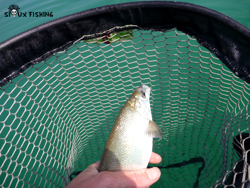 Corégone du Lac Chalain