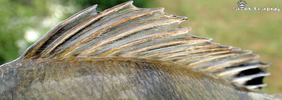 la Vieille-Seille (71)