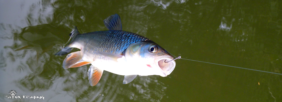 chevesne de La Seille