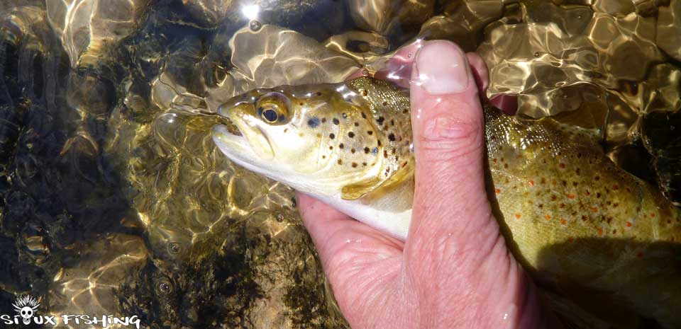 Truite de la Bienne