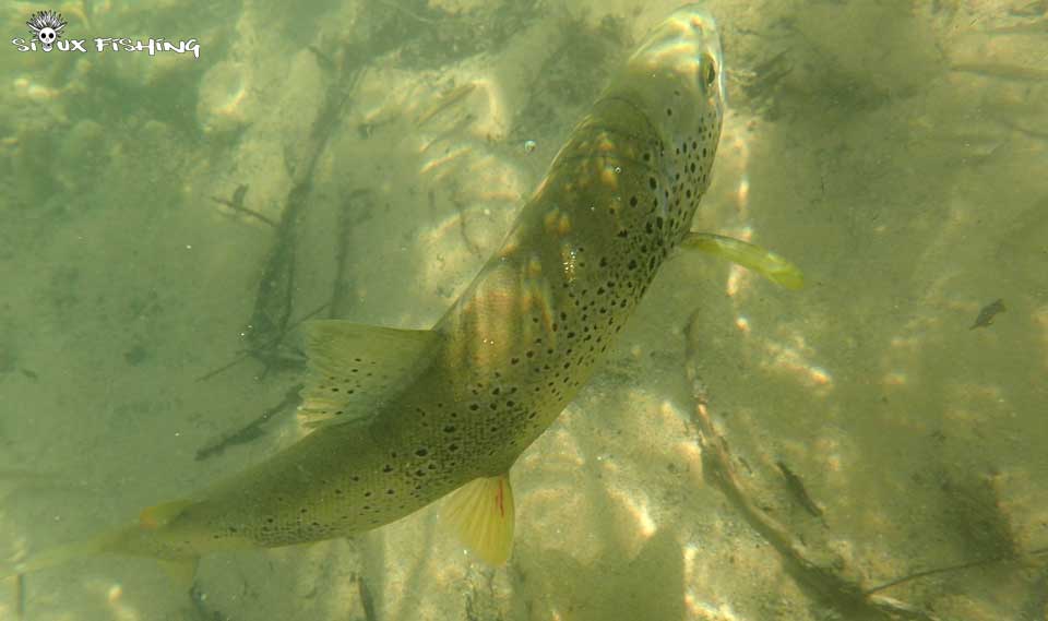 Truite de la rivière d'Ain