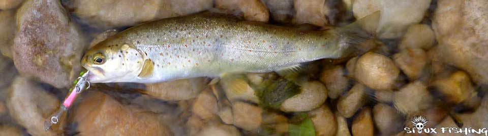 truite de la Haute rivière d'Ain