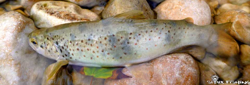 Truite de la Haute rivière d'Ain